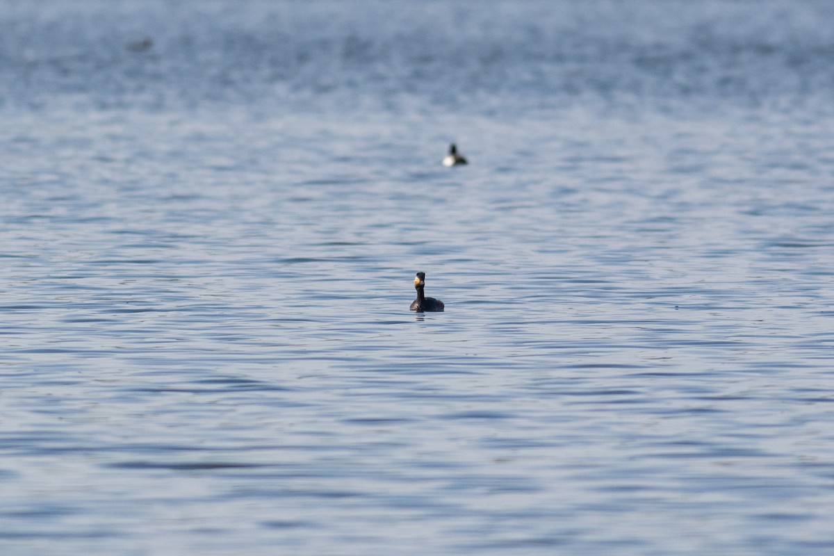 Eared Grebe - Peter Mundale