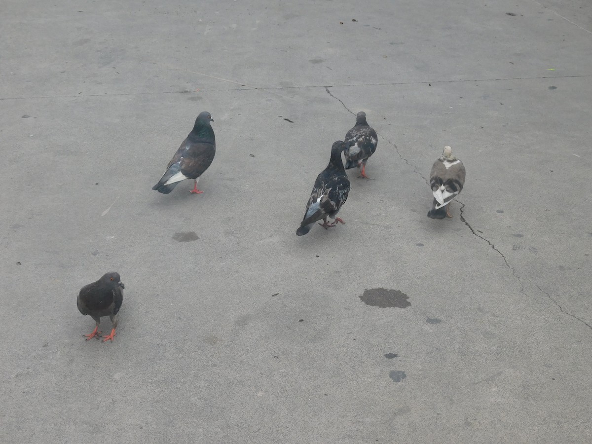 Rock Pigeon (Feral Pigeon) - Cenaida Moncada