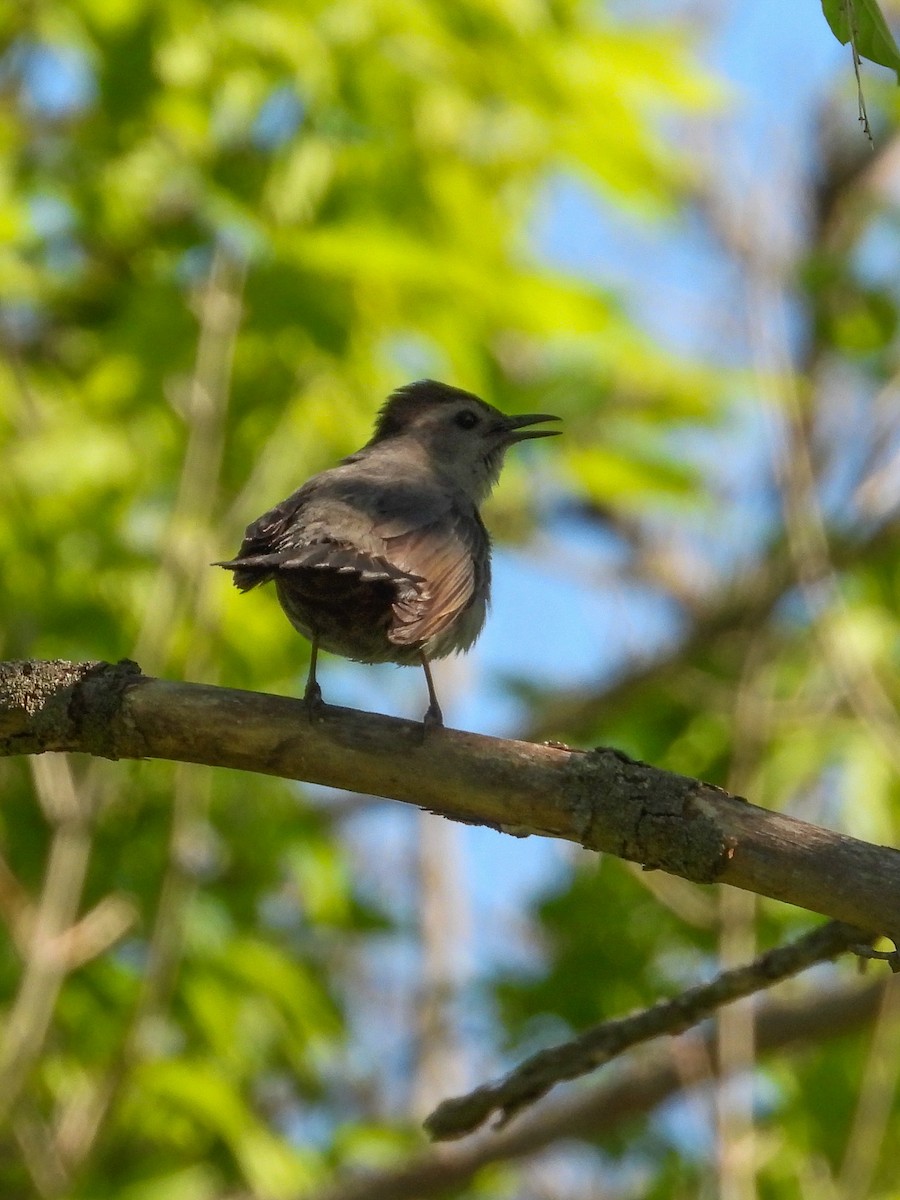 Gray Catbird - Ellen Star