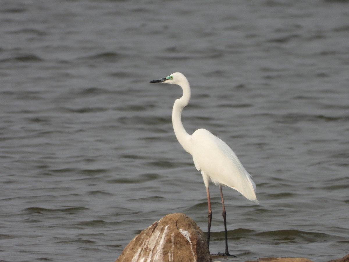 Great Egret - Abhilash Bire