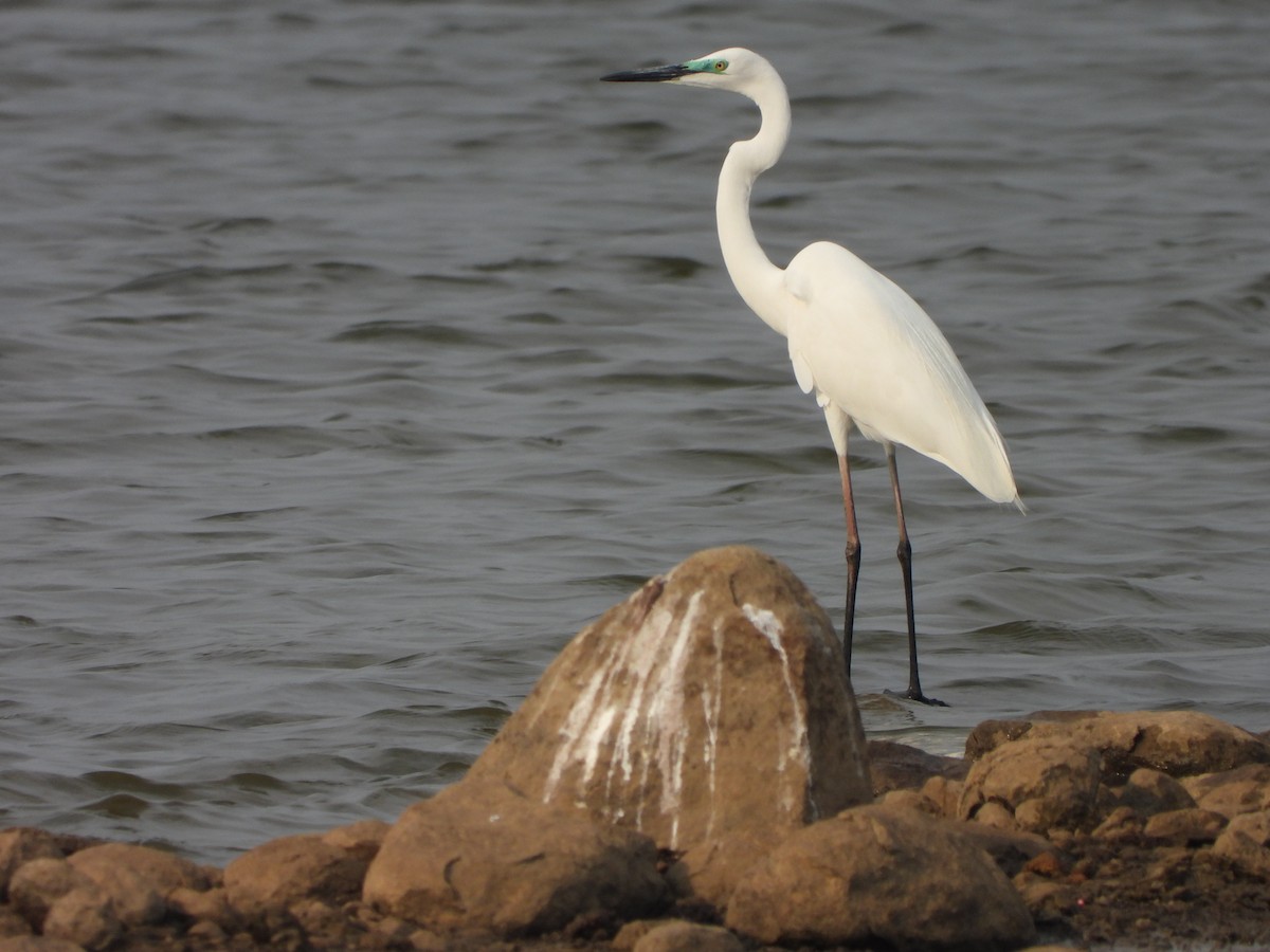 Great Egret - Abhilash Bire