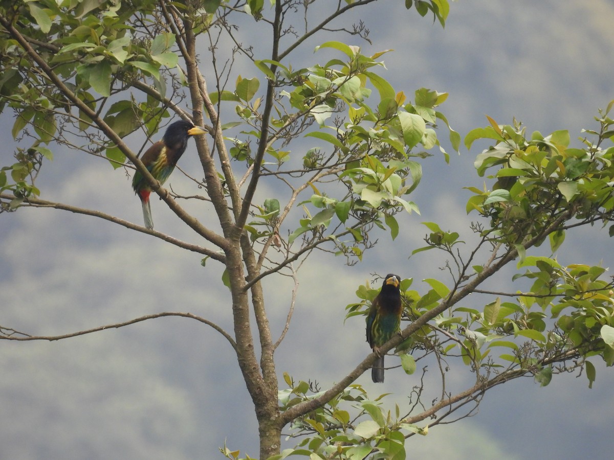 Great Barbet - Aparajita Datta