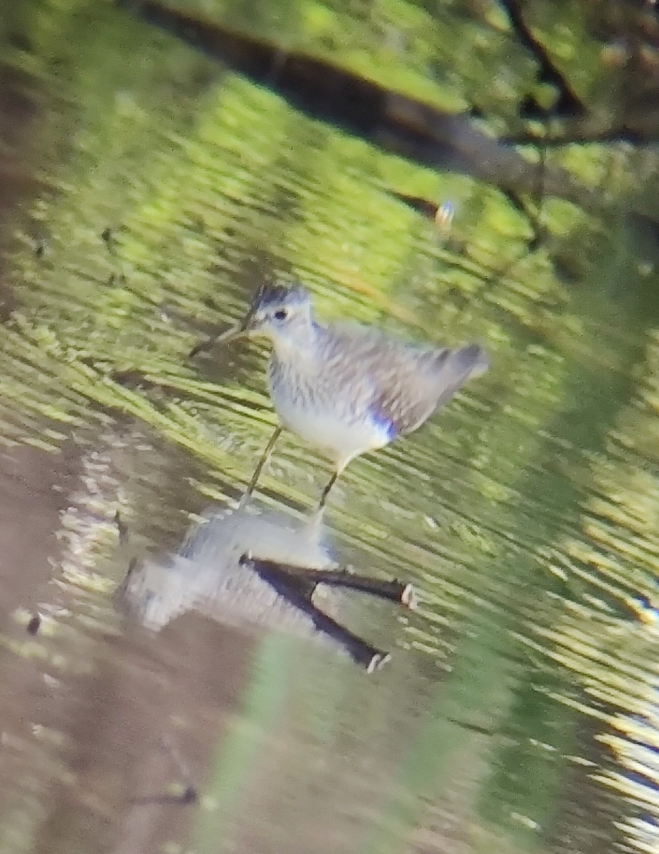 Solitary Sandpiper - Nick Jacobs