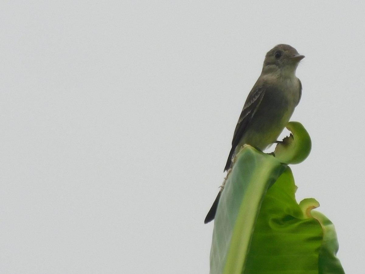 Tropical Kingbird - Cenaida Moncada