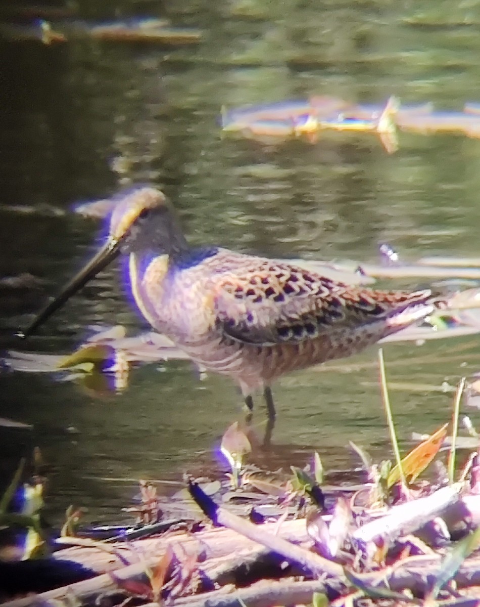 Long-billed Dowitcher - Nick Jacobs