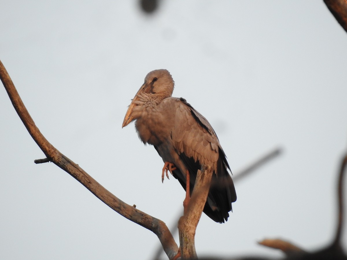 Asian Openbill - Win Nwe