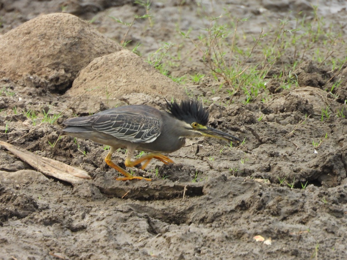 Striated Heron - Abhilash Bire