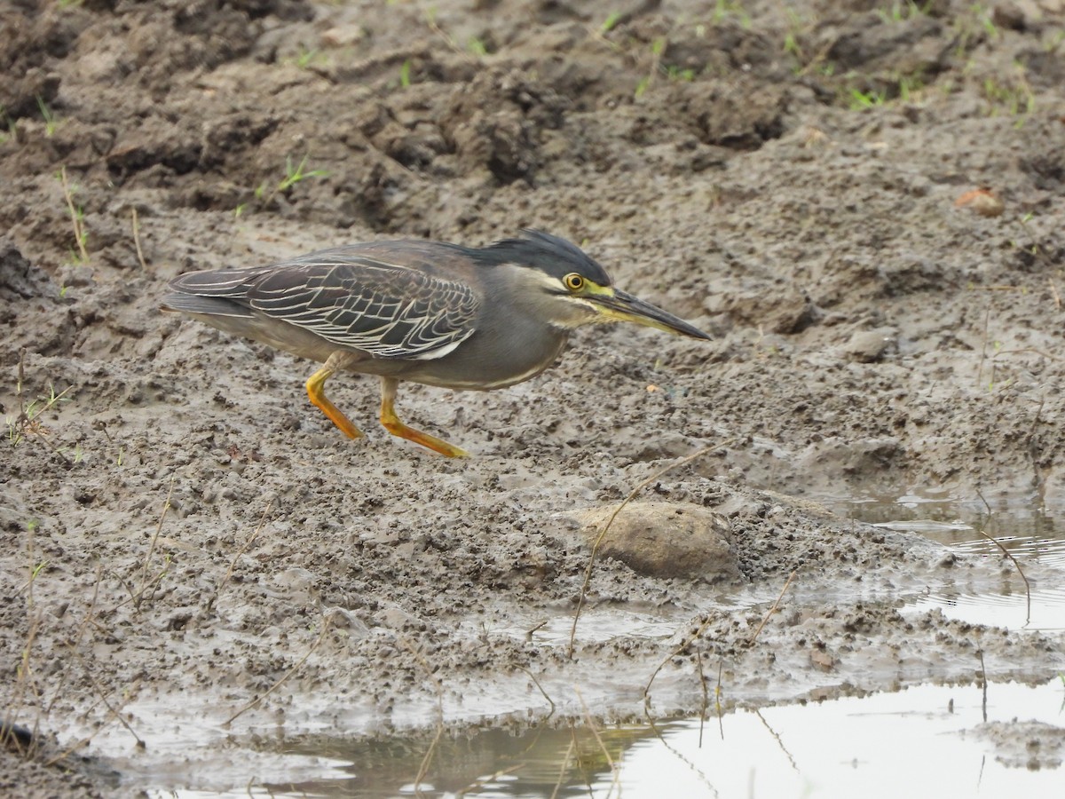 Striated Heron - Abhilash Bire