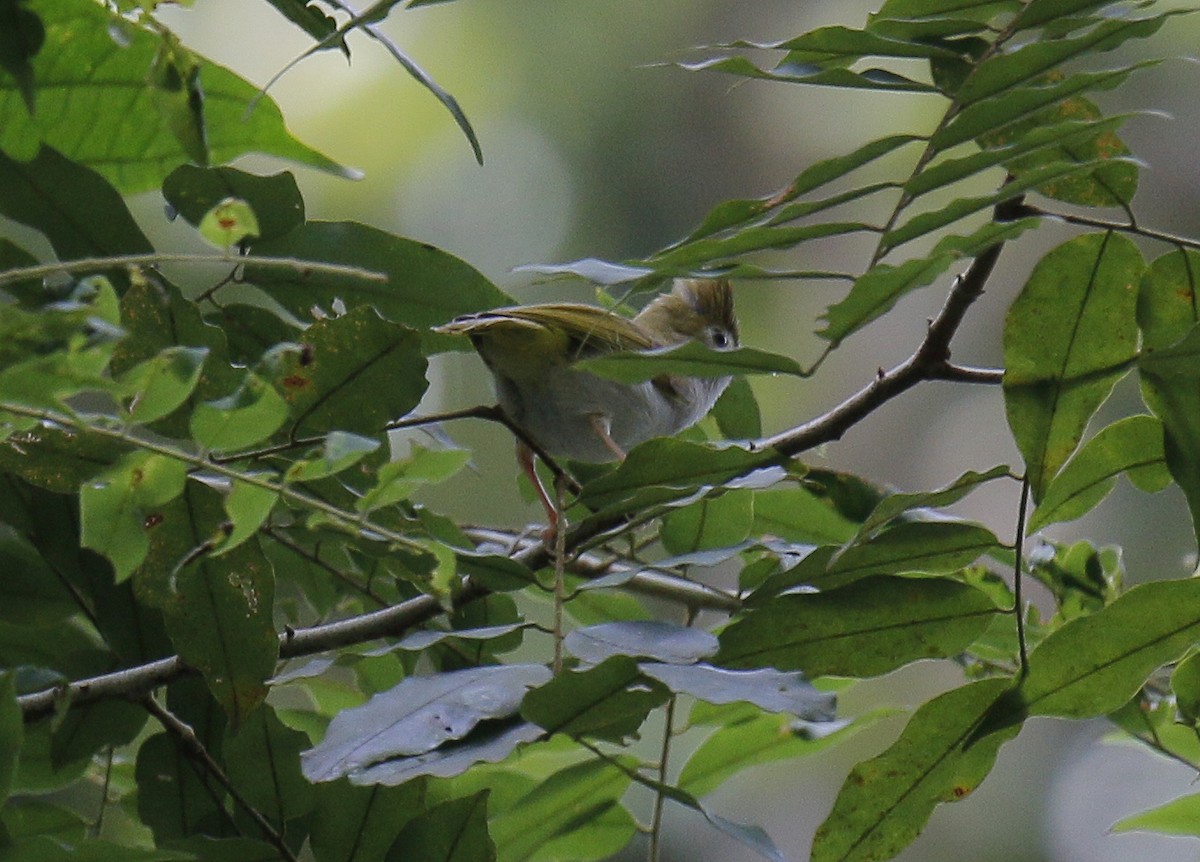 White-bellied Erpornis - Neoh Hor Kee