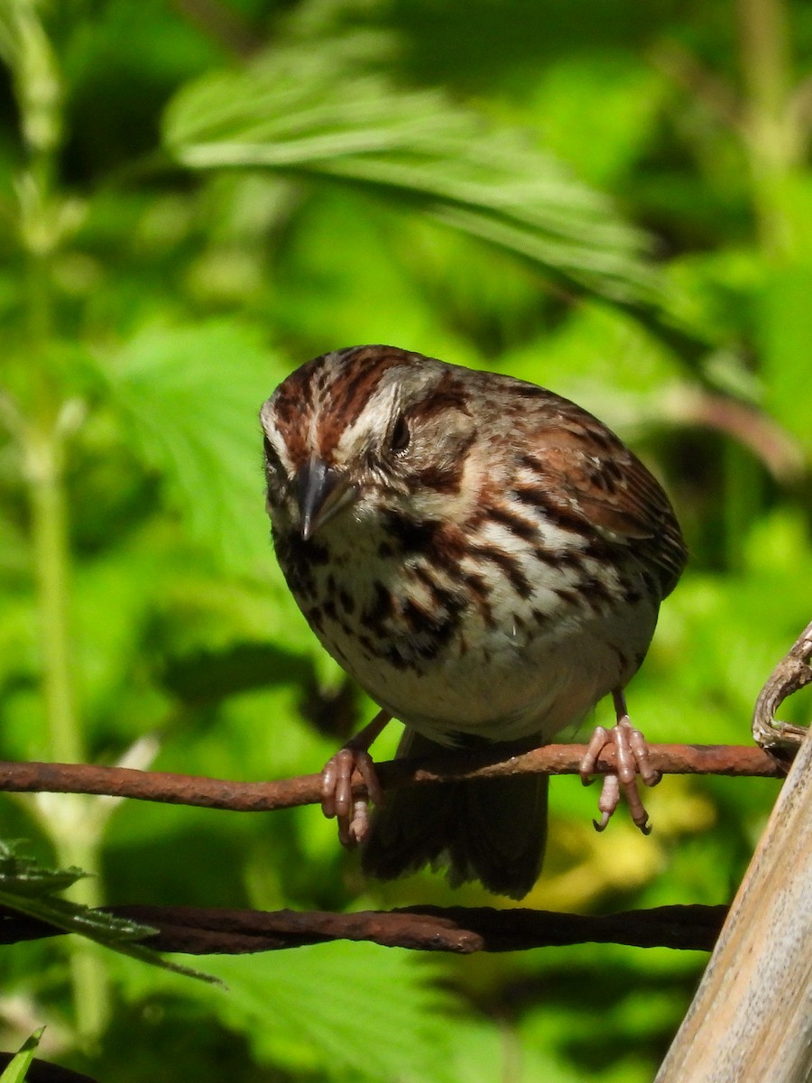 Song Sparrow - Ellen Star