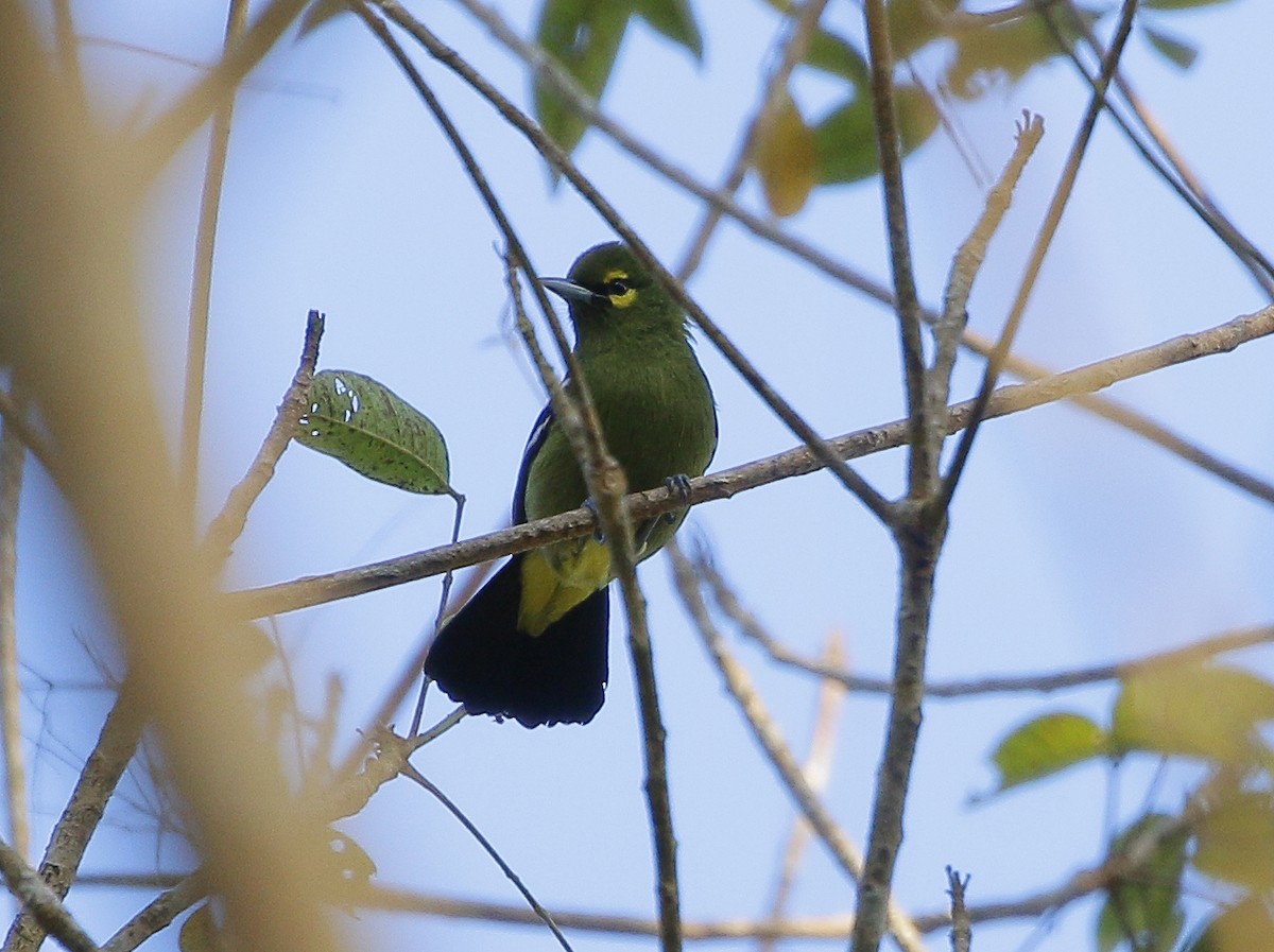 Green Iora - Neoh Hor Kee