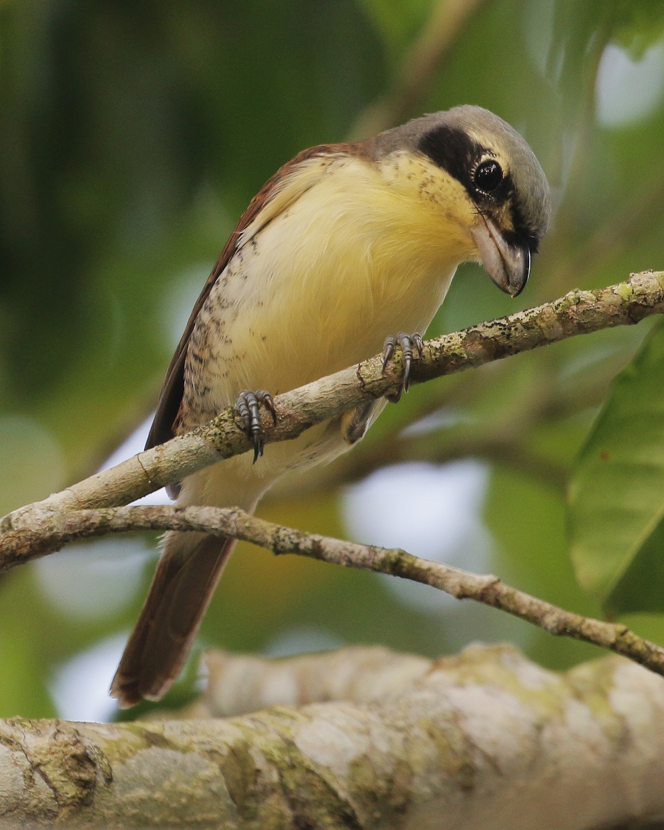 Tiger Shrike - Neoh Hor Kee