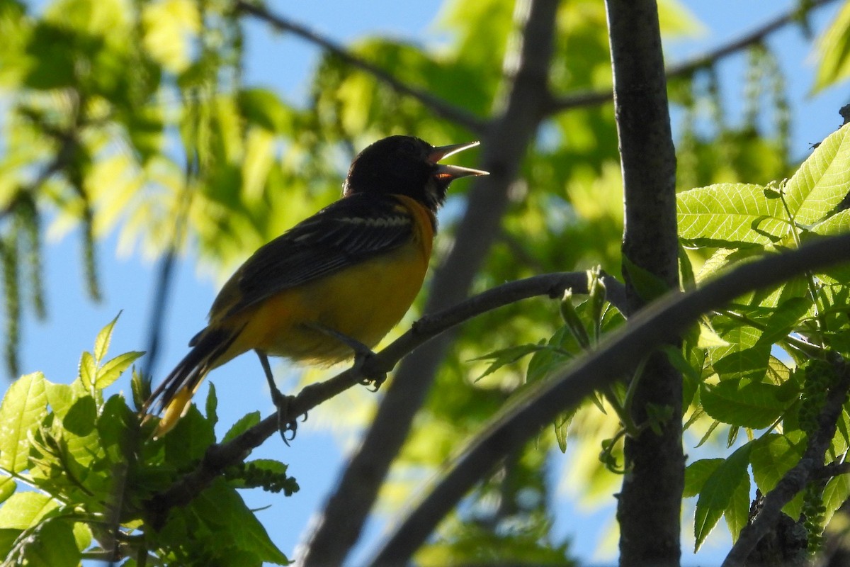 Baltimore Oriole - Ellen Star