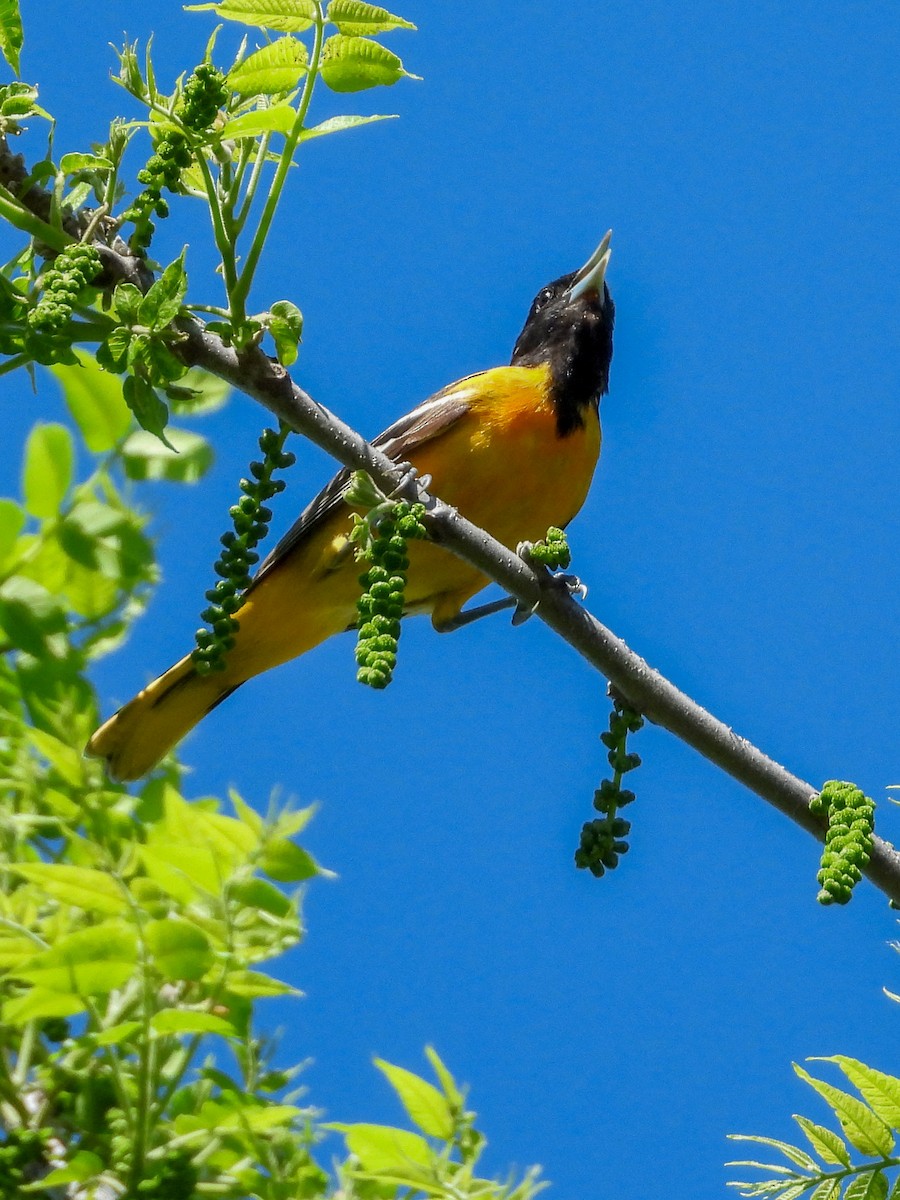 Baltimore Oriole - Ellen Star