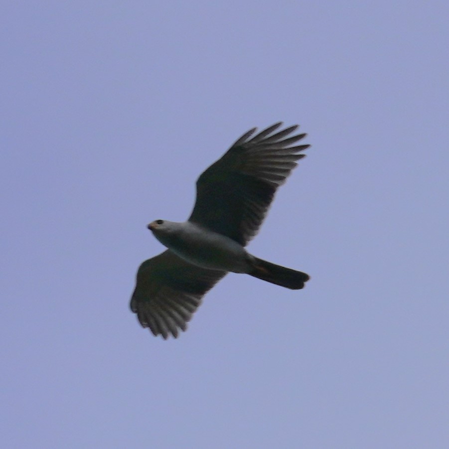 Gray Goshawk - Ellany Whelan