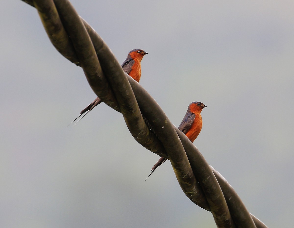 Rufous-bellied Swallow - Neoh Hor Kee