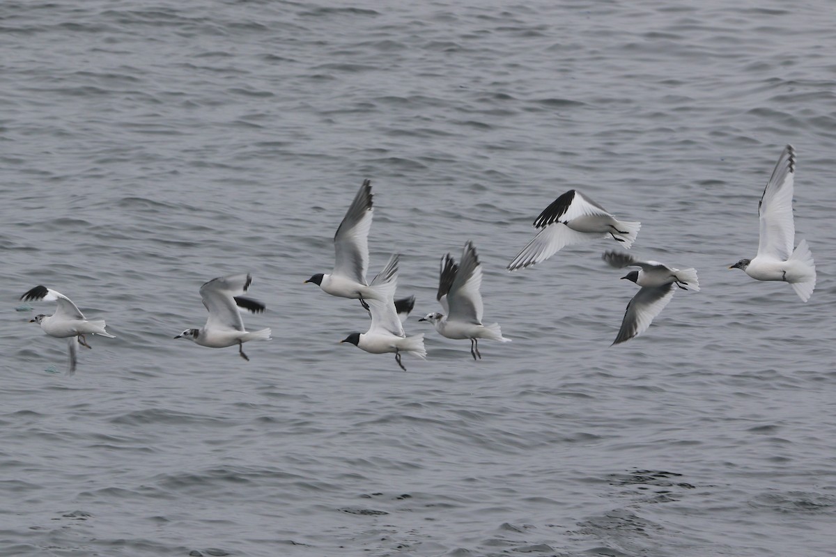 Sabine's Gull - ML618874033