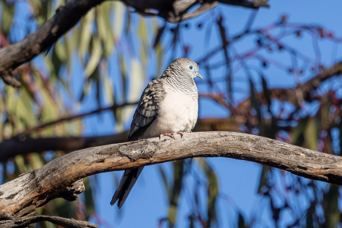 Peaceful Dove - Richard and Margaret Alcorn