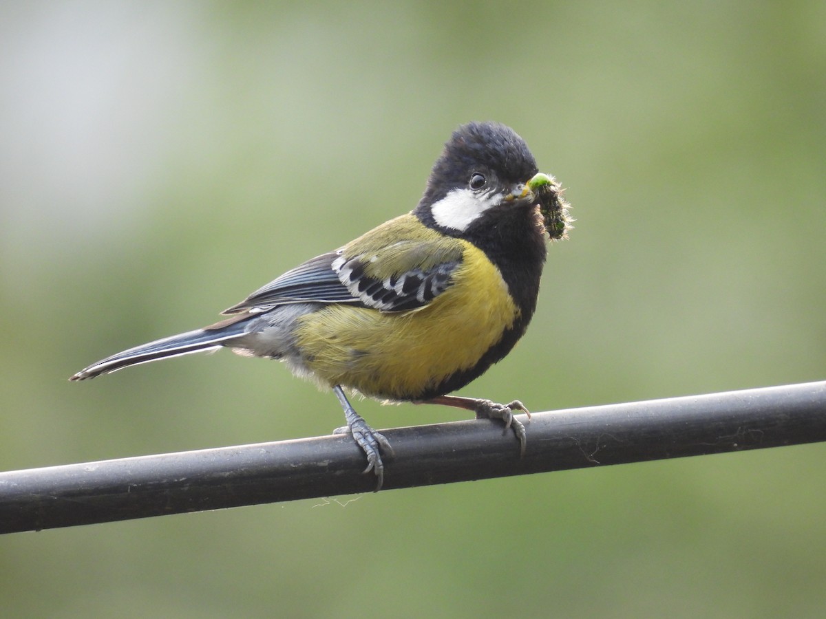 Green-backed Tit - Aparajita Datta