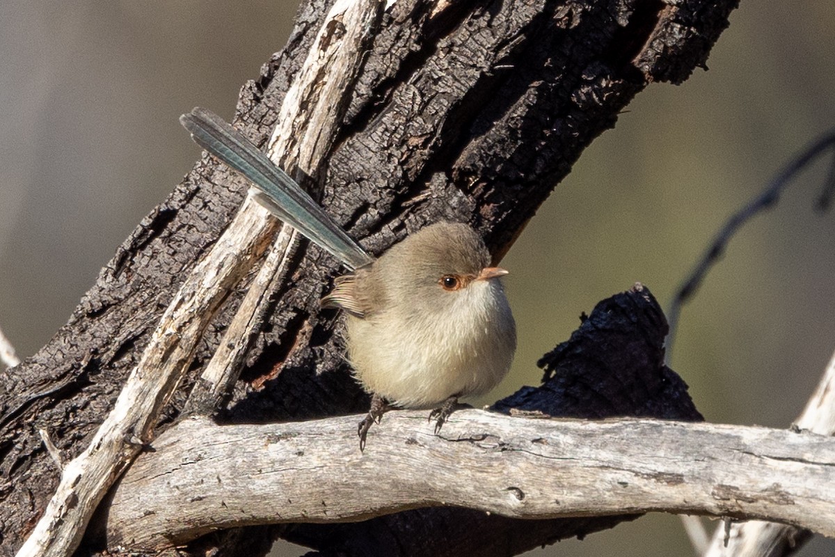 Purple-backed Fairywren - Richard and Margaret Alcorn