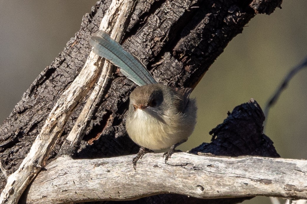 Purple-backed Fairywren - Richard and Margaret Alcorn