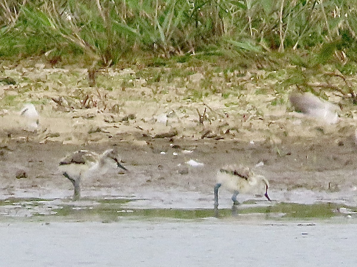 Pied Avocet - christopher stuart elmer