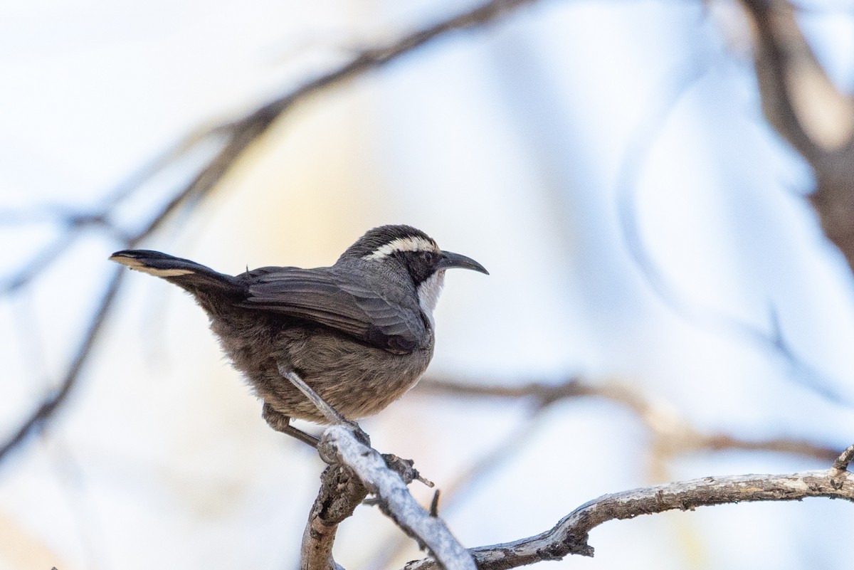 White-browed Babbler - Richard and Margaret Alcorn