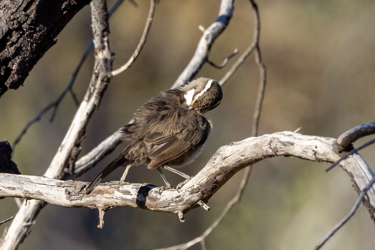 White-browed Babbler - Richard and Margaret Alcorn