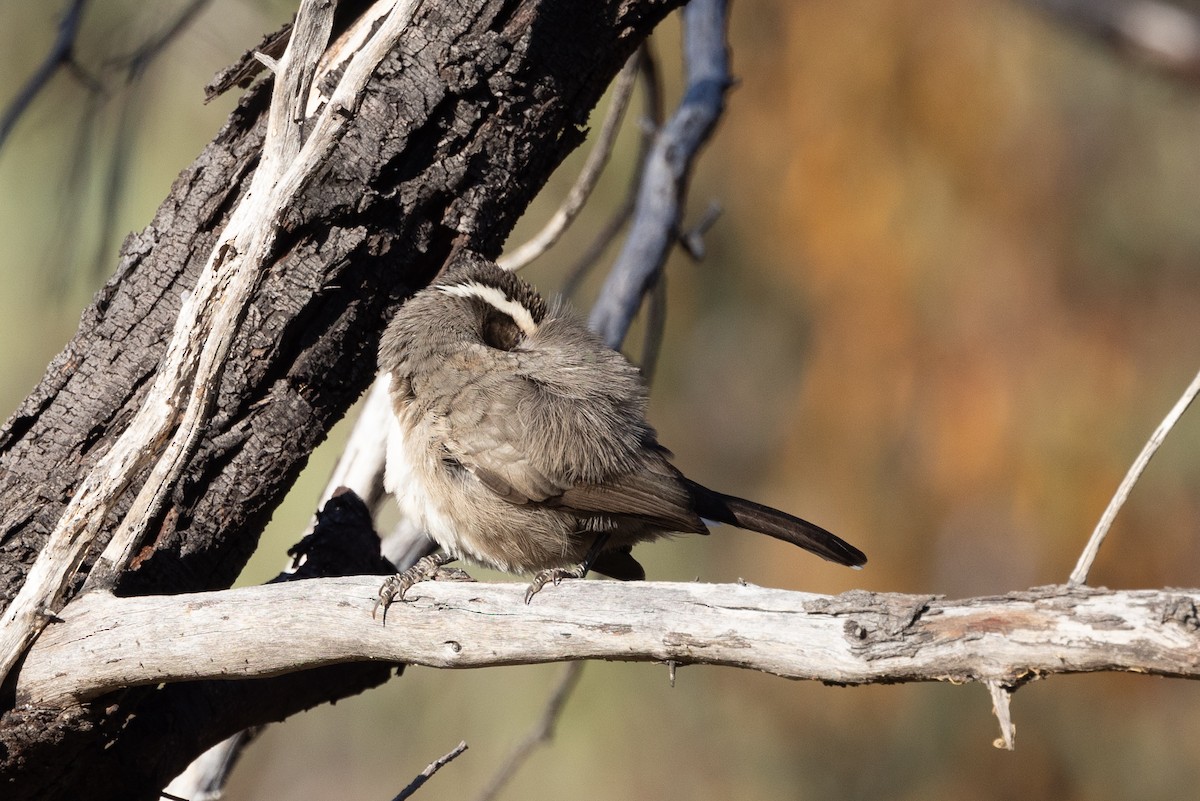 White-browed Babbler - Richard and Margaret Alcorn