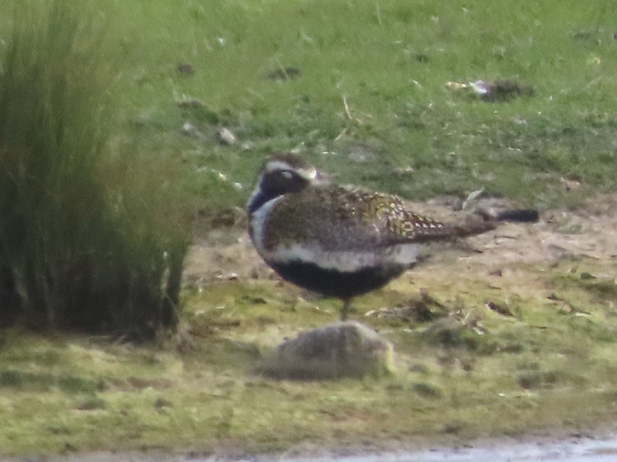 European Golden-Plover - christopher stuart elmer