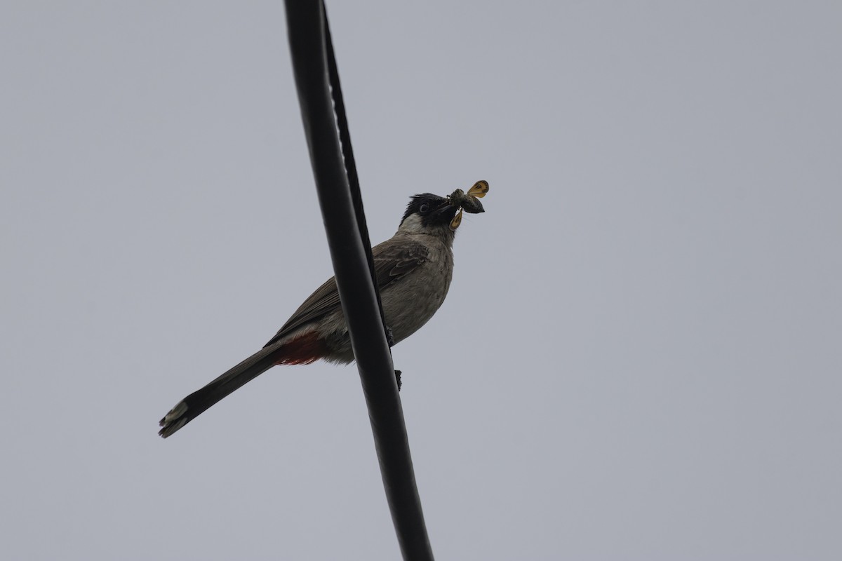 Sooty-headed Bulbul - Goose Way