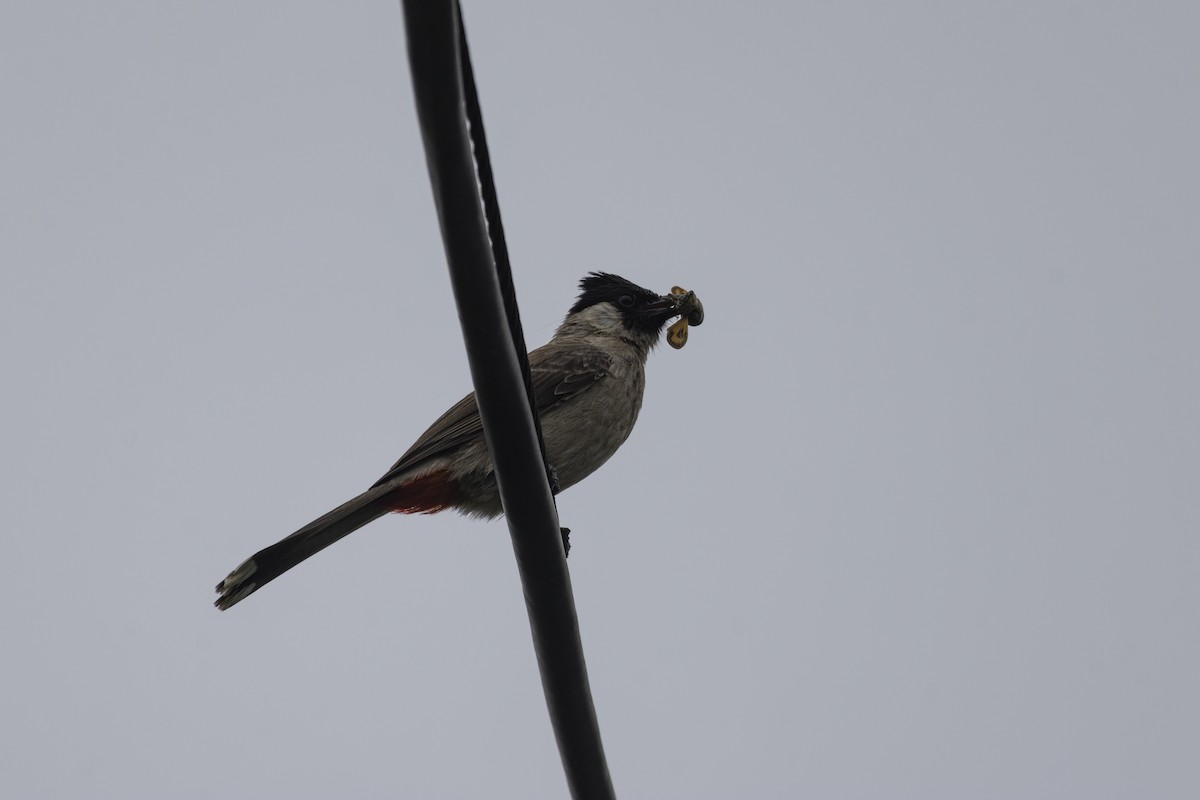 Sooty-headed Bulbul - Goose Way