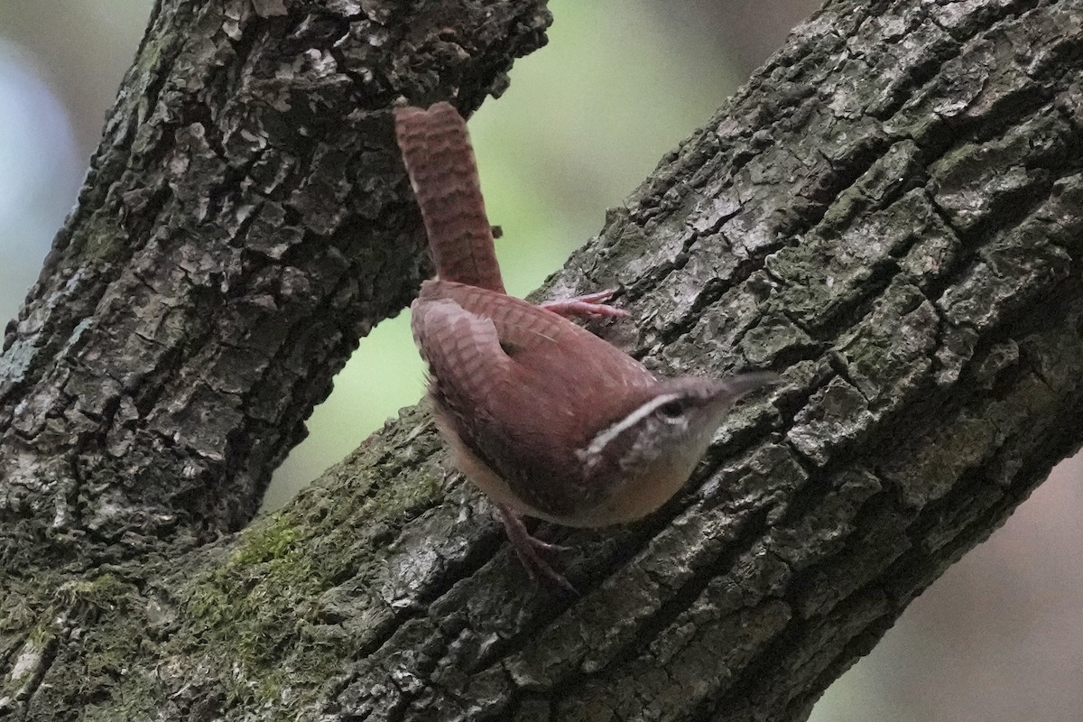 Carolina Wren - Tom Cassaro