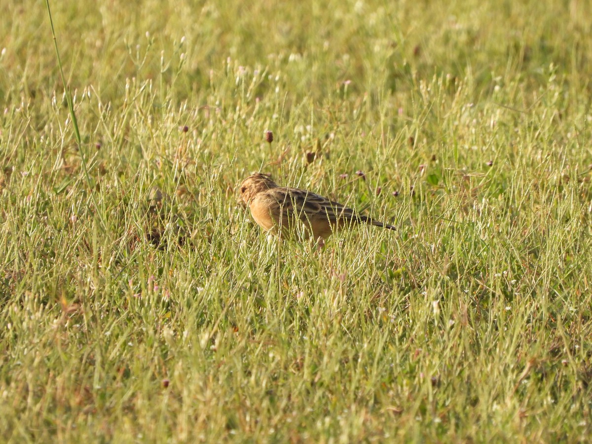 Tawny Lark - Abhilash Bire