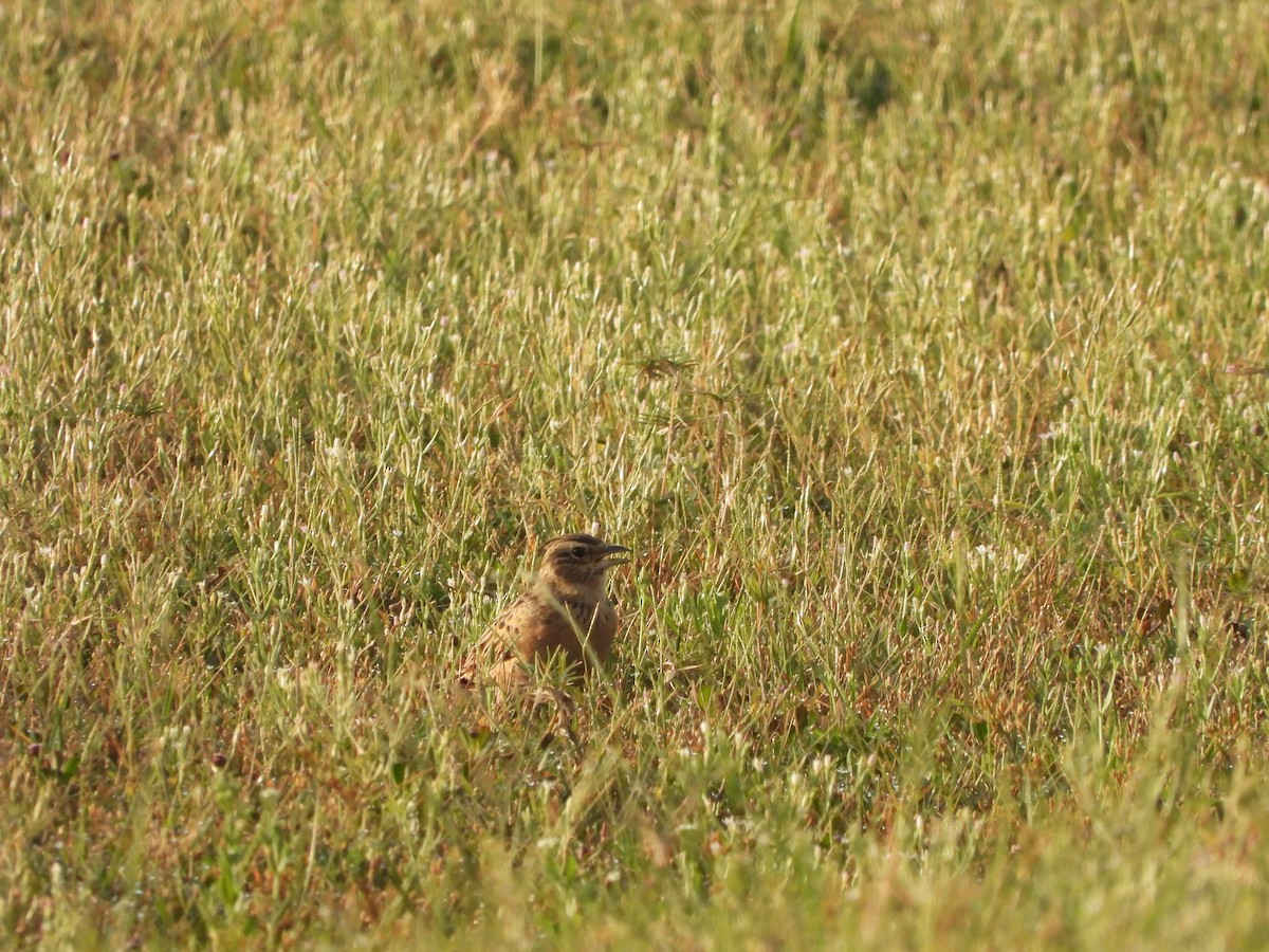 Tawny Lark - Abhilash Bire