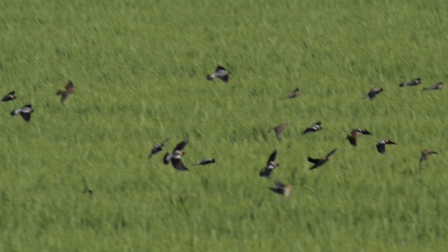 bobolink americký - ML618874141