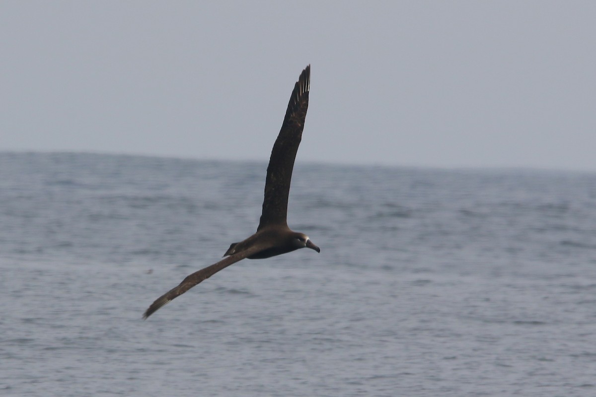 albatros černonohý - ML618874143