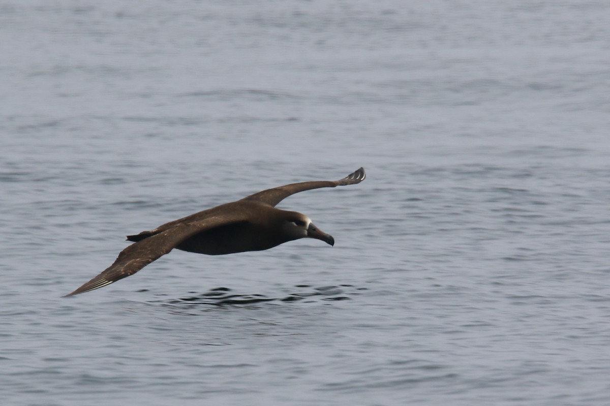 Albatros à pieds noirs - ML618874144