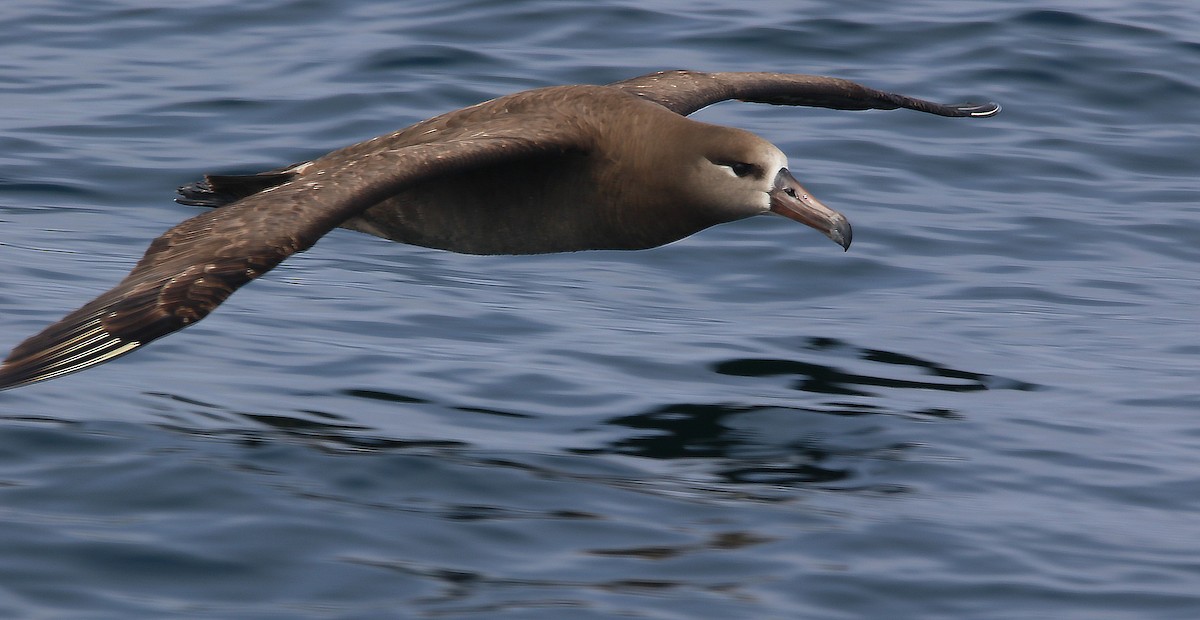 albatros černonohý - ML618874149