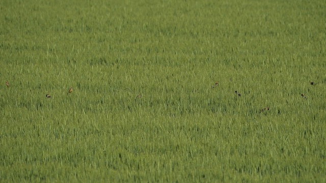 bobolink americký - ML618874150