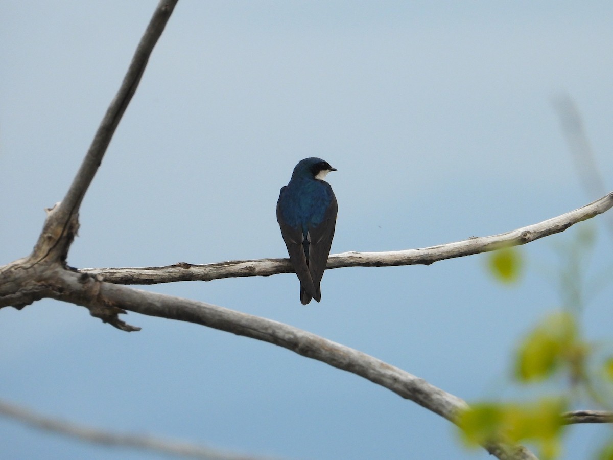 Tree Swallow - Chipper Phillips