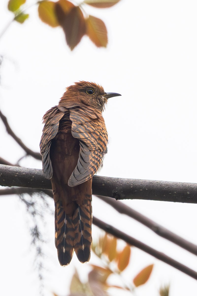 Lesser Cuckoo - Uday Agashe