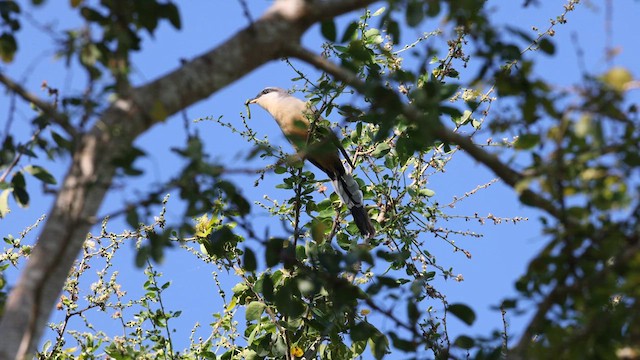 Mangrove Cuckoo - ML618874164