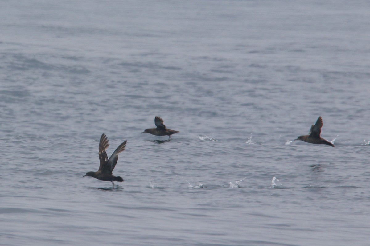 Sooty Shearwater - Kevin Lester