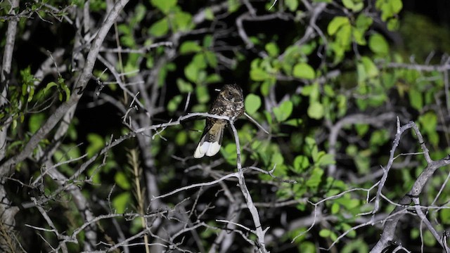 Puerto Rican Nightjar - ML618874197