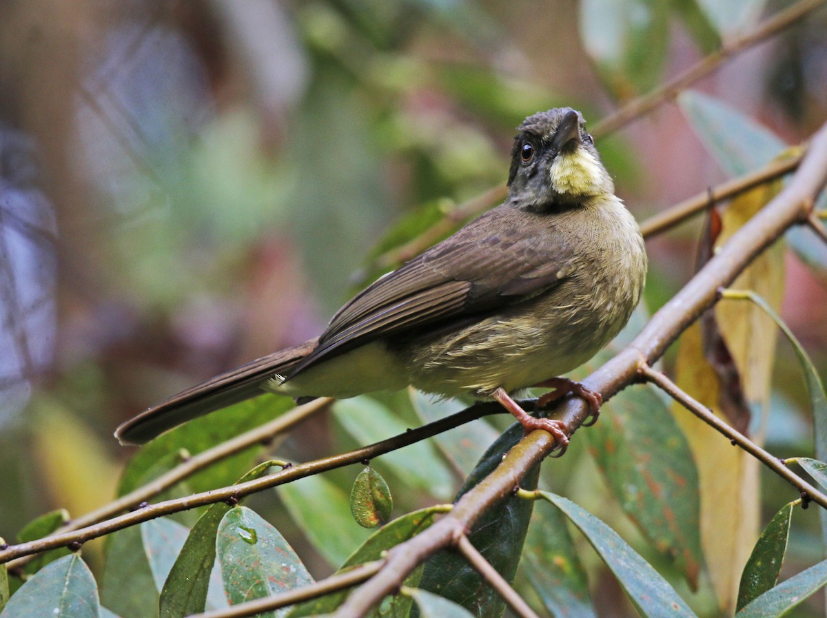 Finsch's Bulbul - Neoh Hor Kee