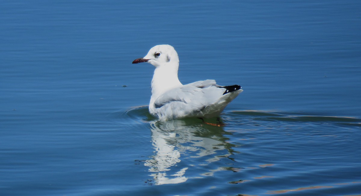 Andean Gull - Christian Doerig