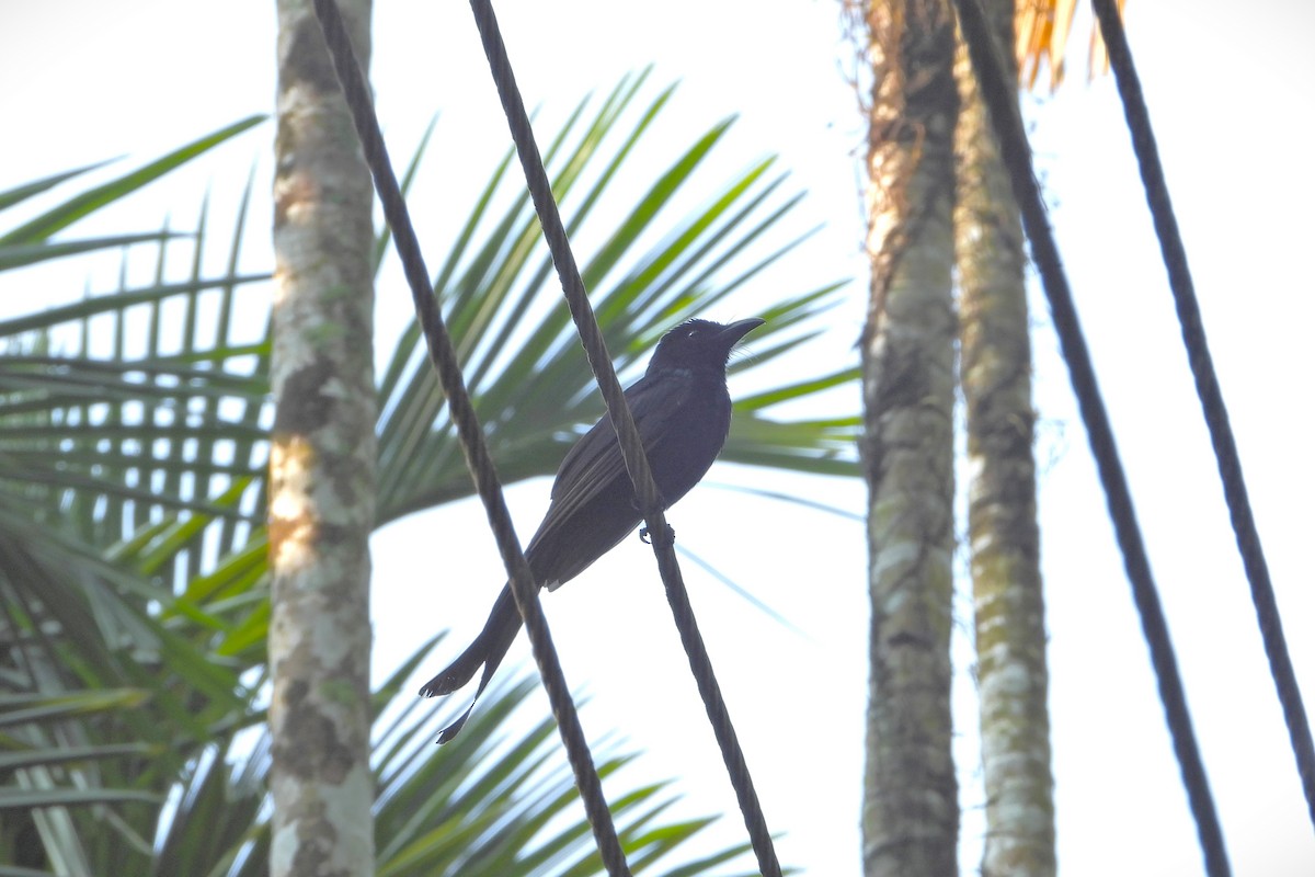 Andaman Drongo - Prabhudatta Bal