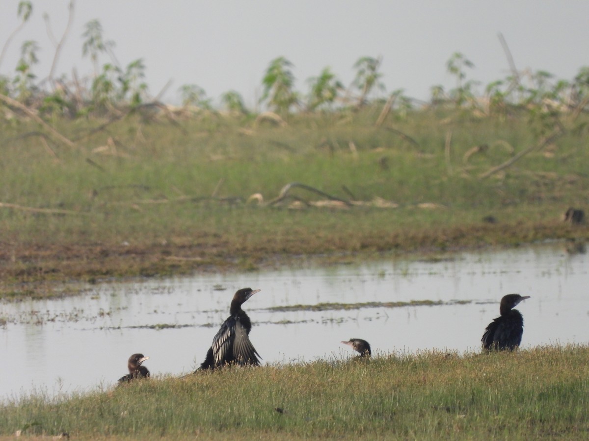 Indian Cormorant - Abhilash Bire