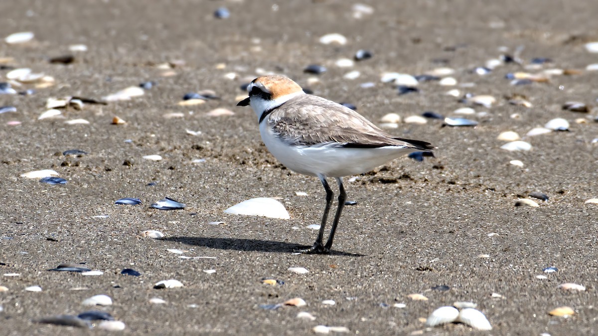 Kentish Plover - Alain Retière